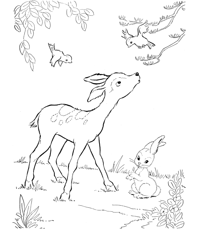 Deer Coloring Pages For Kids 1