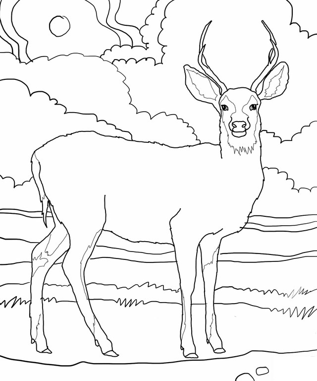 Deer Coloring Pages For Kids 5