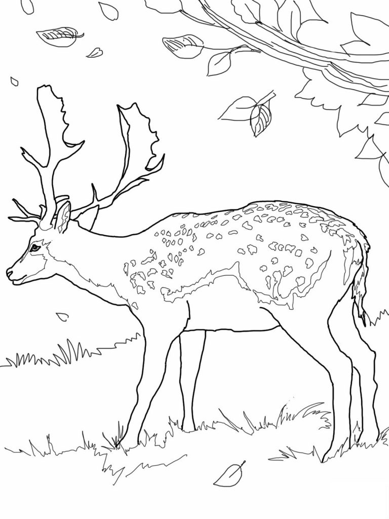 Deer Printable Coloring Pages