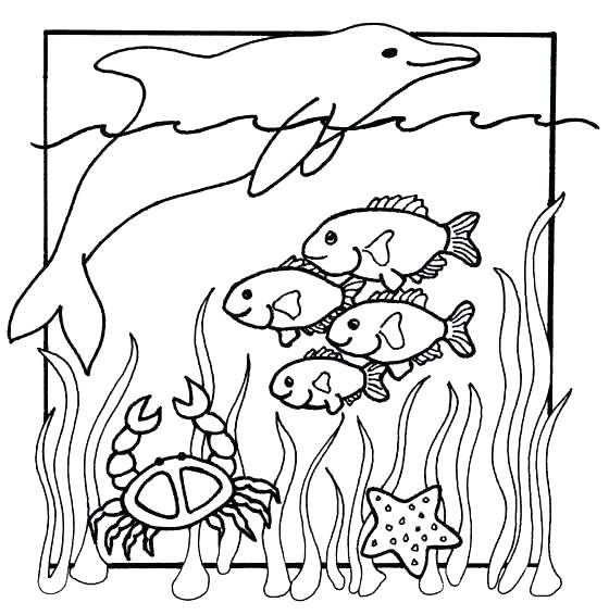 Dolphin - Ocean Coloring Page