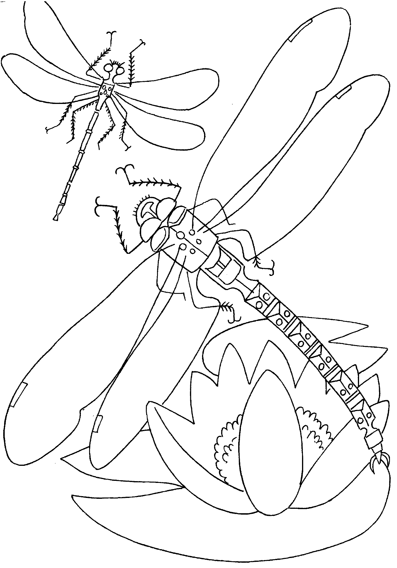 Dragonflies Coloring Pages