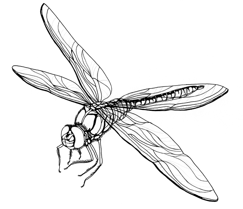 Simple Dragonfly Outline