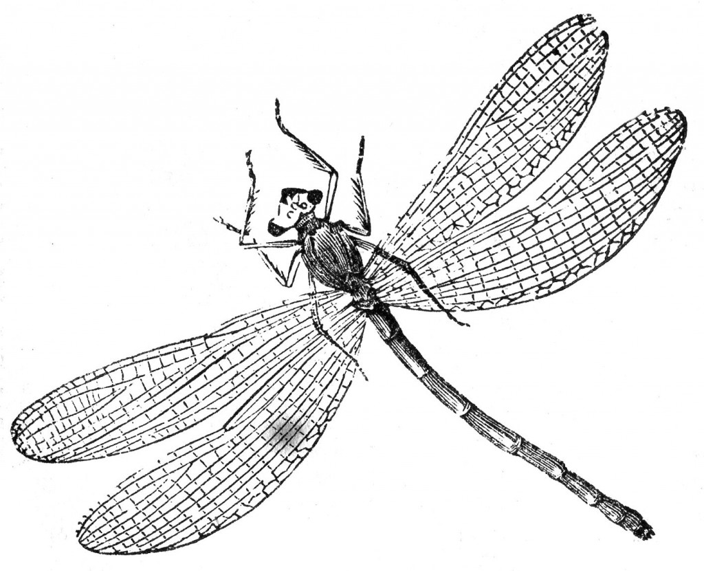 Dragonfly Coloring Pages Printable For Kids