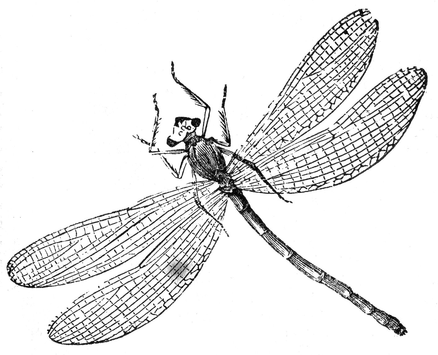 free-printable-dragonfly-coloring-pages-for-kids