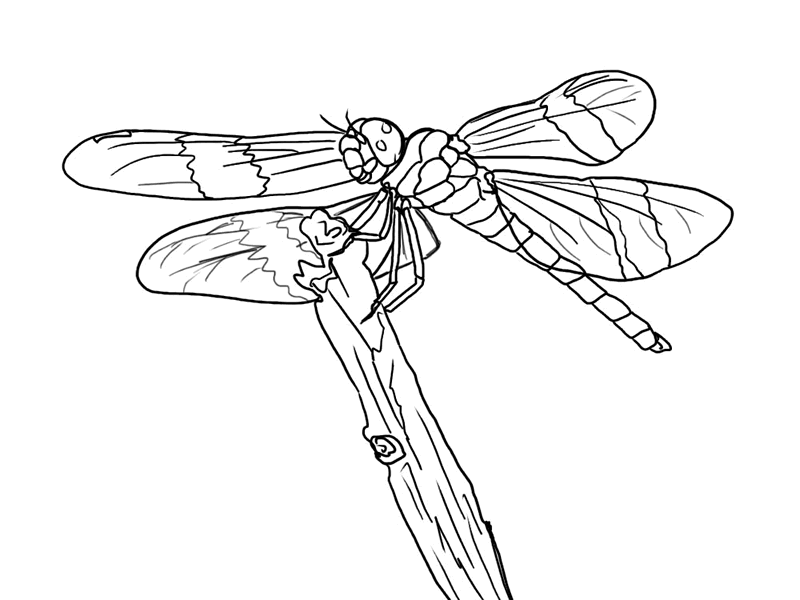 Free Printable Dragonfly Coloring Pages For Kids