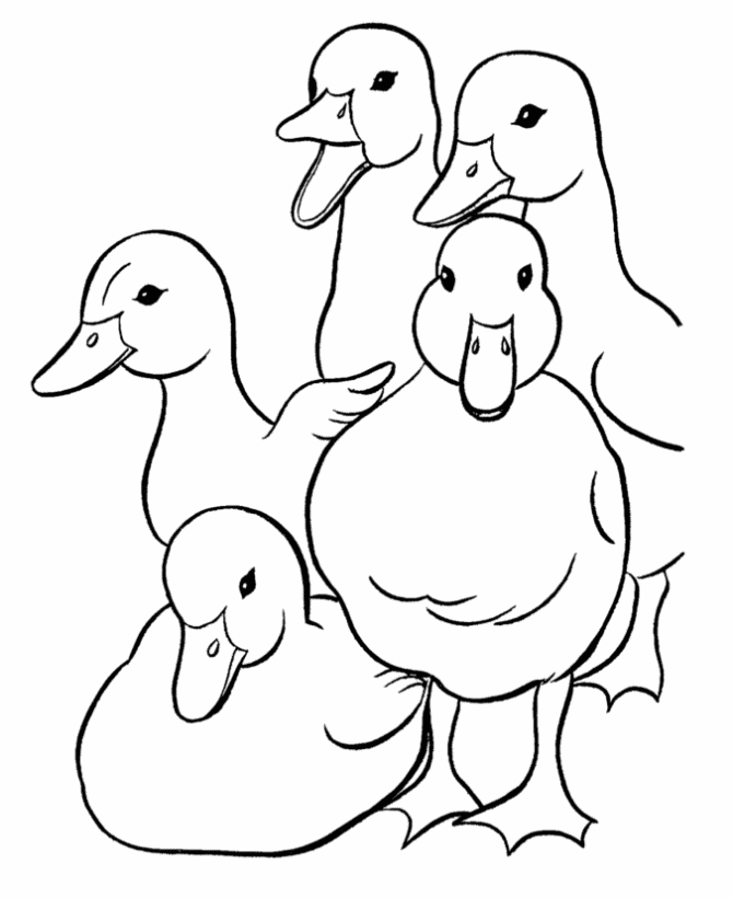 mallard hen and drake coloring pages - photo #18