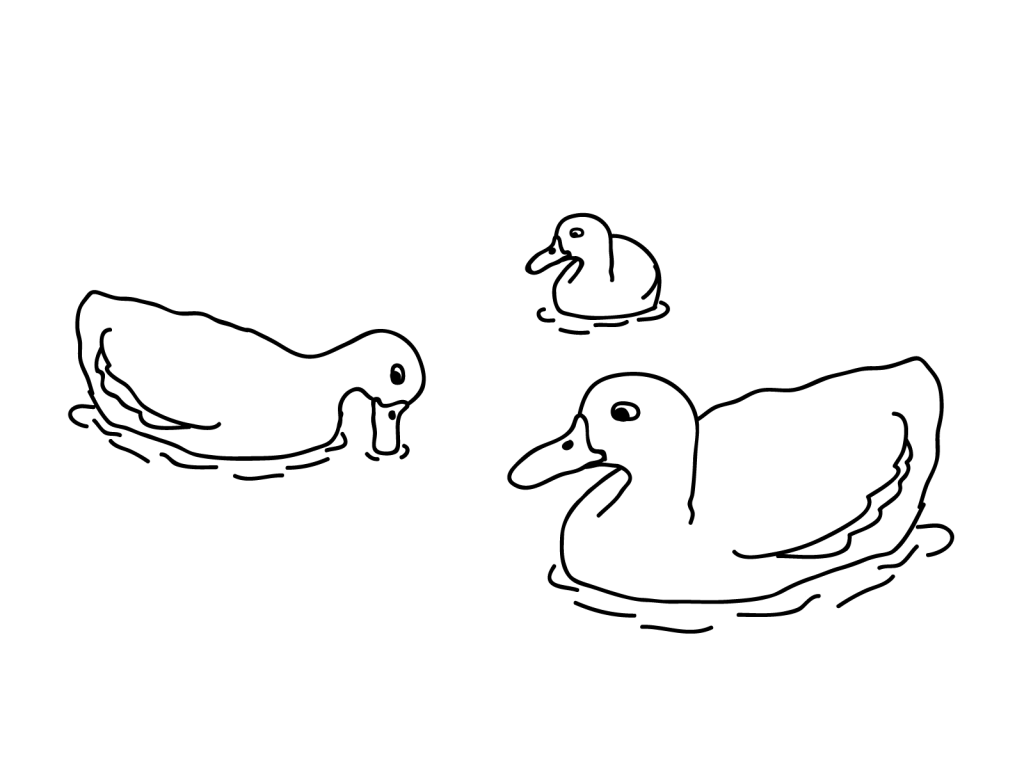 Duck Coloring Pages In The Water