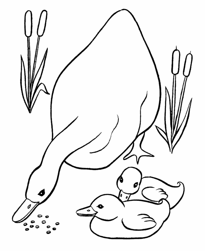 Duck and Ducklings Coloring Pages