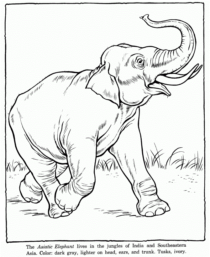 Elephant Color Page