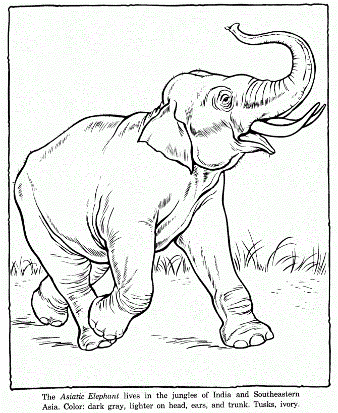 free printable elephant coloring pages for kids