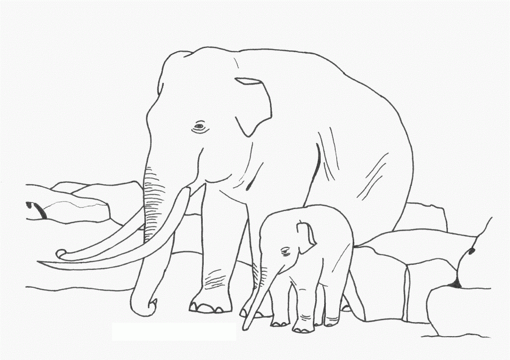 elefant ausmalbilder malvorlage elefantes colorat desene planse trompa