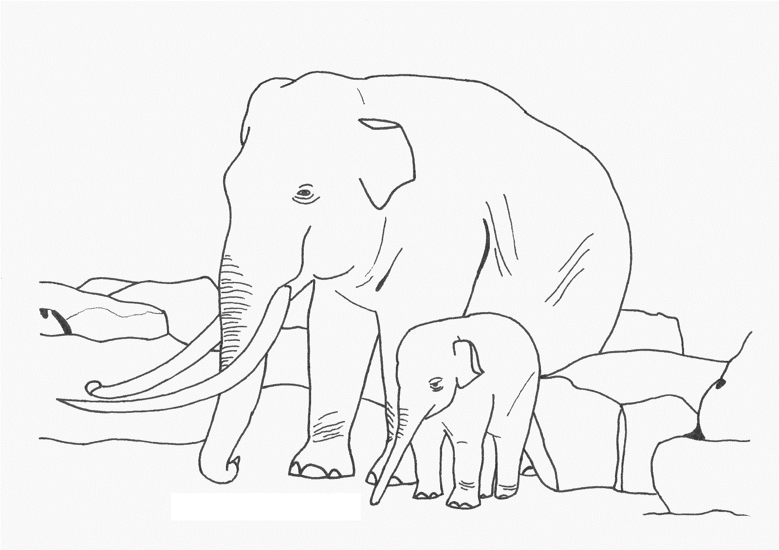 Free Printable Elephant Coloring Pages For Kids