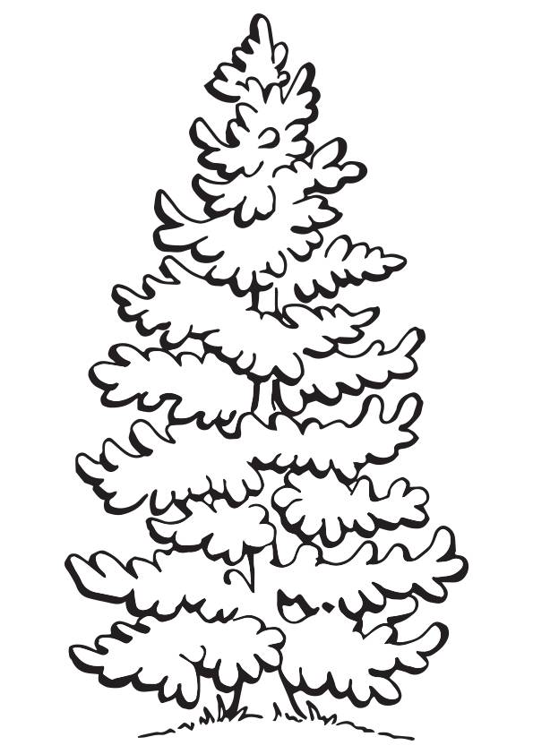 Evergreen Tree Coloring Page