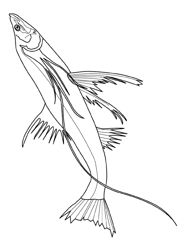 Fish Coloring Pages For Preschoolers