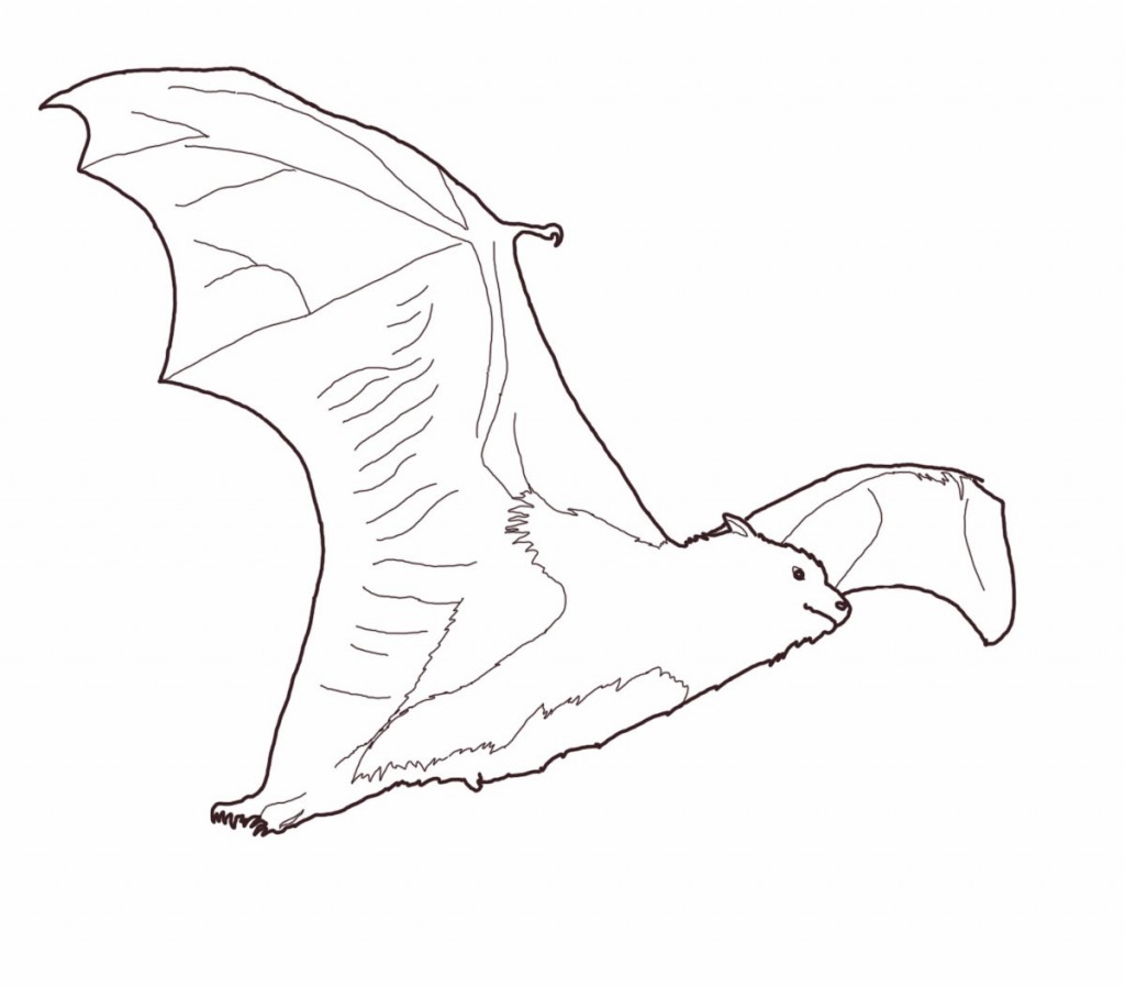 Flying Bat Coloring Pages