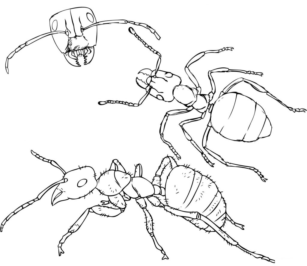 Free Ant Coloring Pages