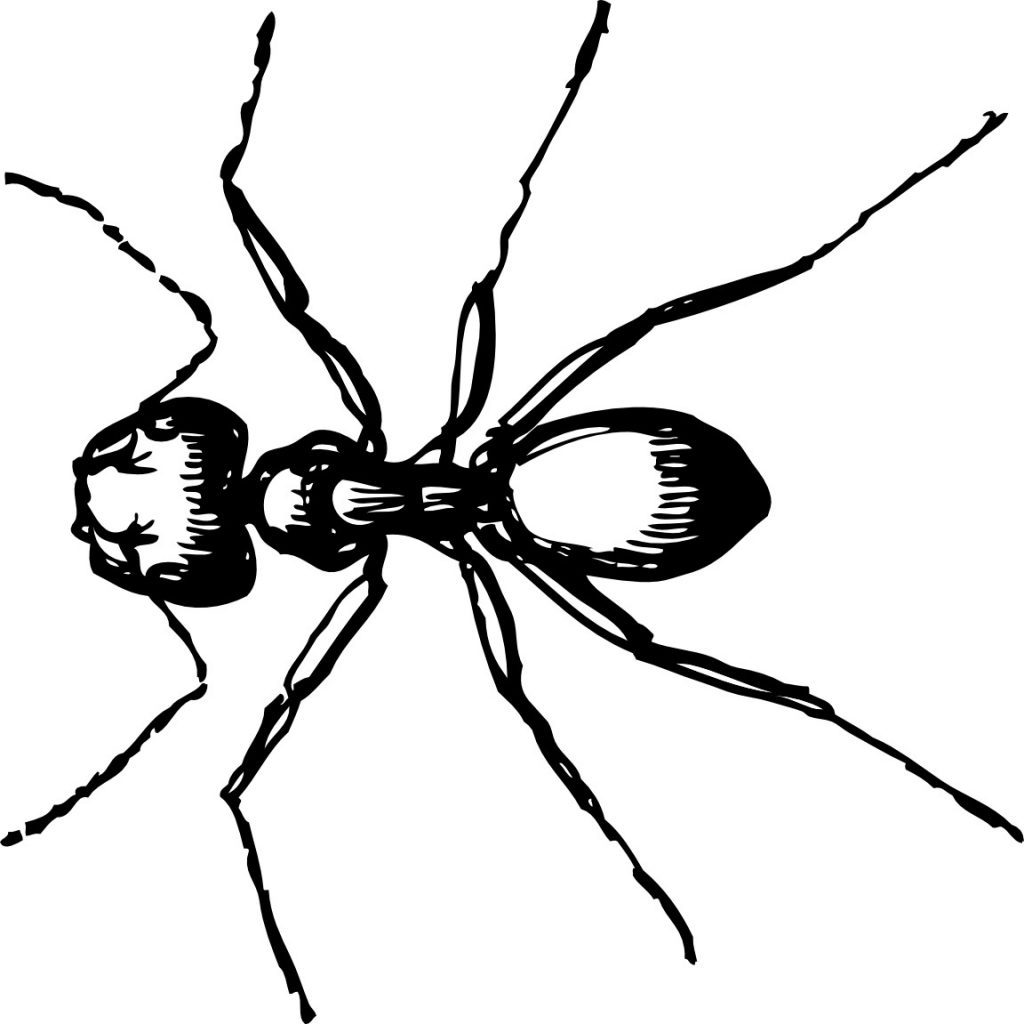 Free Ant Coloring Pages For Kids