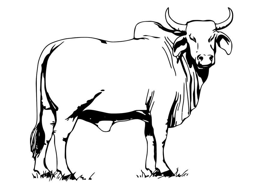 Free Coloring Pages of Cow