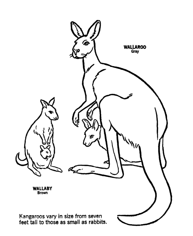 Free Kangaroo Coloring Pages