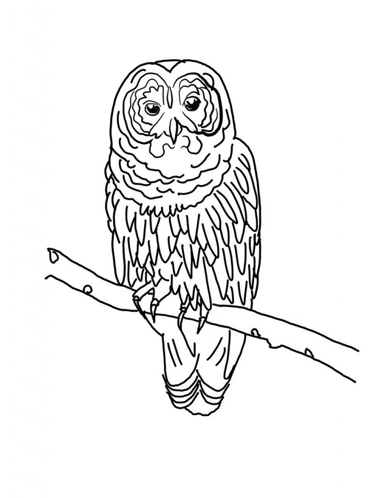 Free Owl Coloring Pages