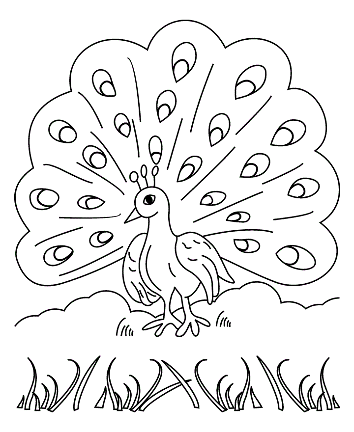 peacock coloring pages