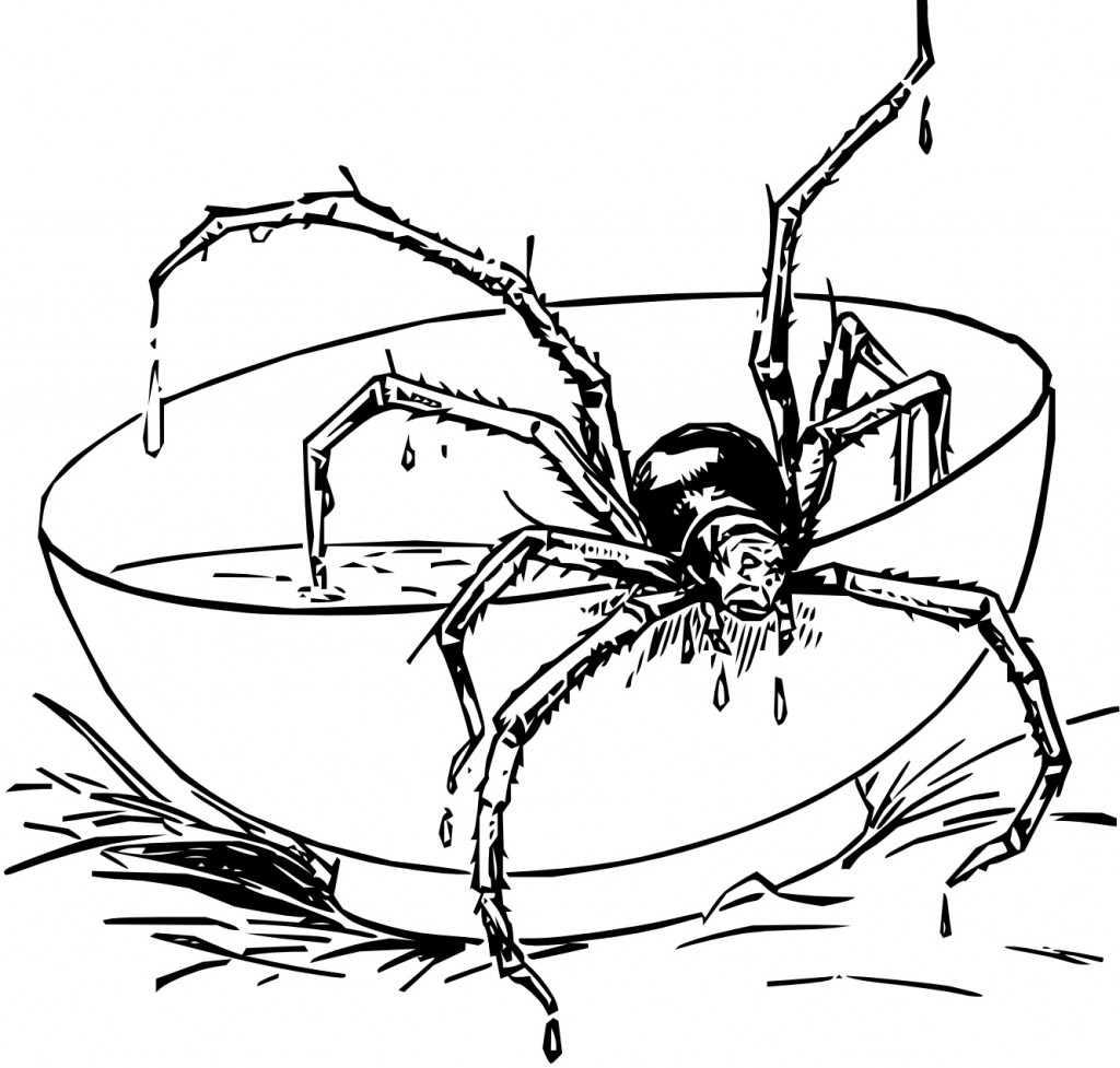 Hudtopics Spider Coloring Sheet