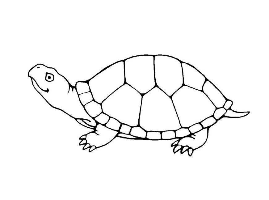 Free Turtle Coloring Pages