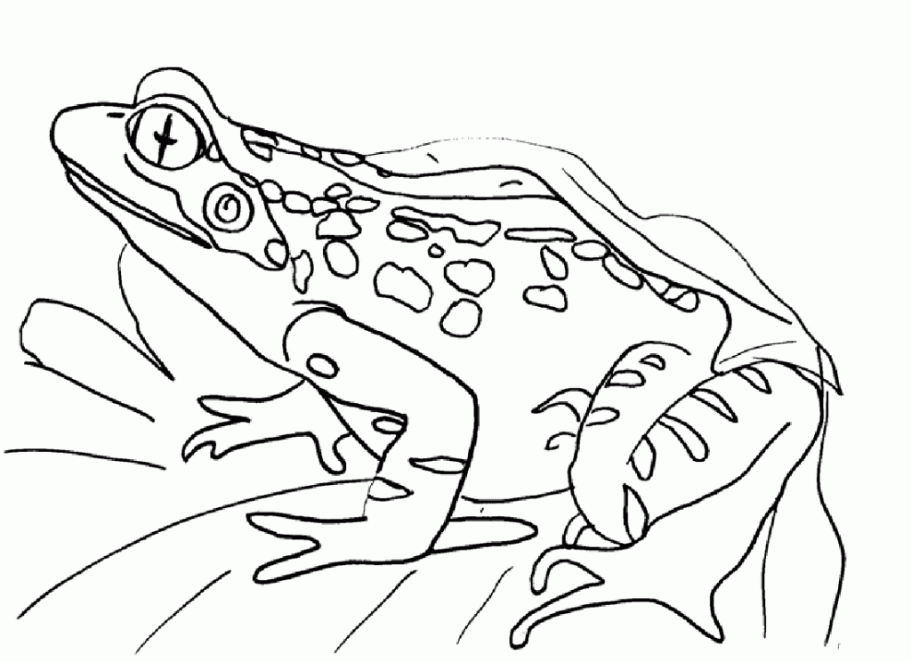Frog Coloring Pages Kids