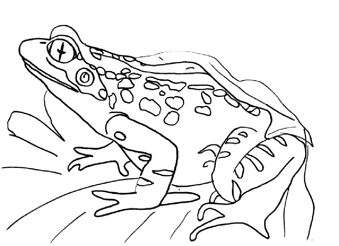 Free Printable Frog Coloring Pages For Kids Coloring Wallpapers Download Free Images Wallpaper [coloring654.blogspot.com]