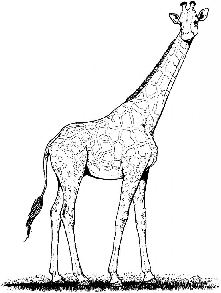 Giraffe Coloring Page Photos