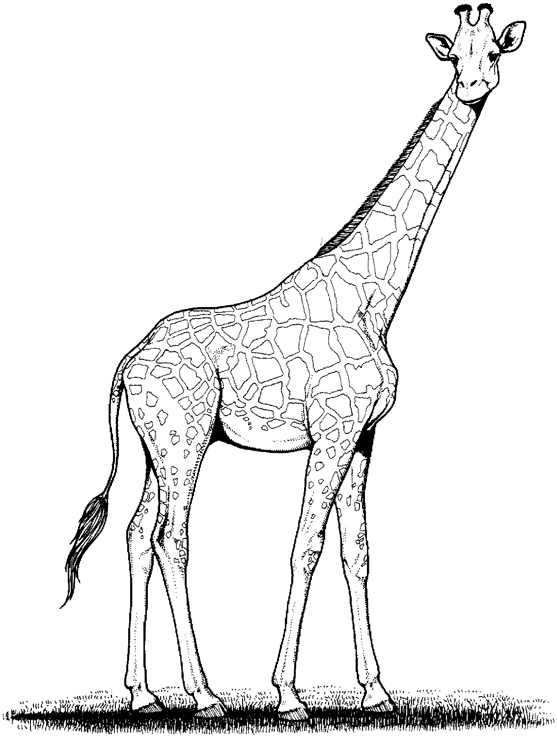 Download Free Printable Giraffe Coloring Pages For Kids