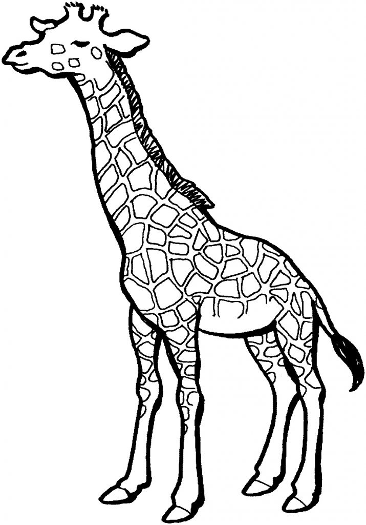 Free Printable Giraffe Coloring Pages For Kids