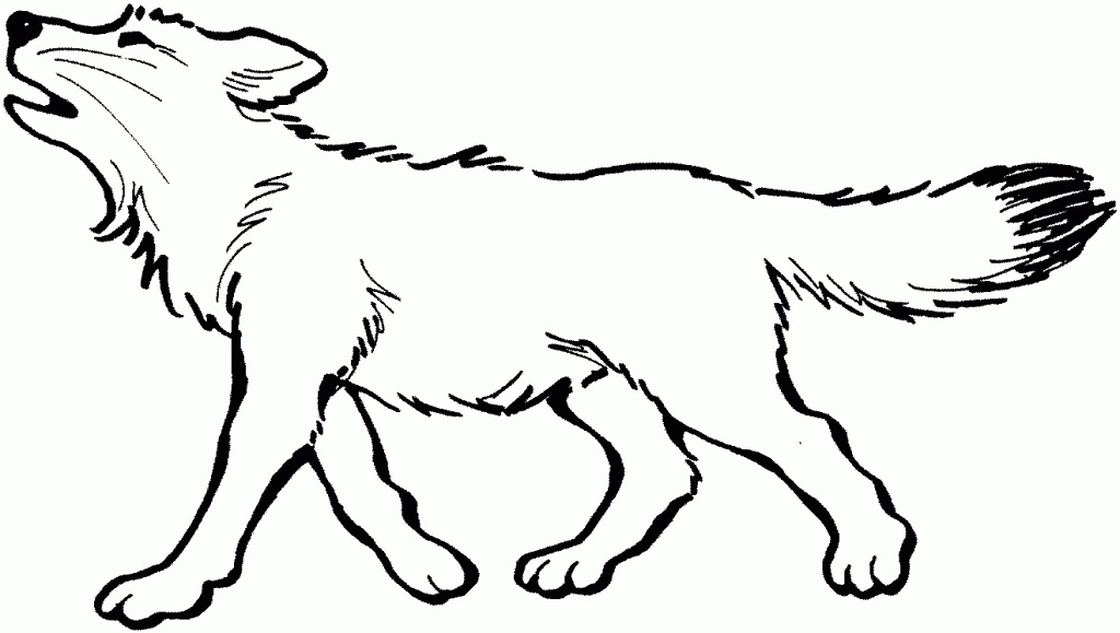 Gray Wolf Coloring Pages