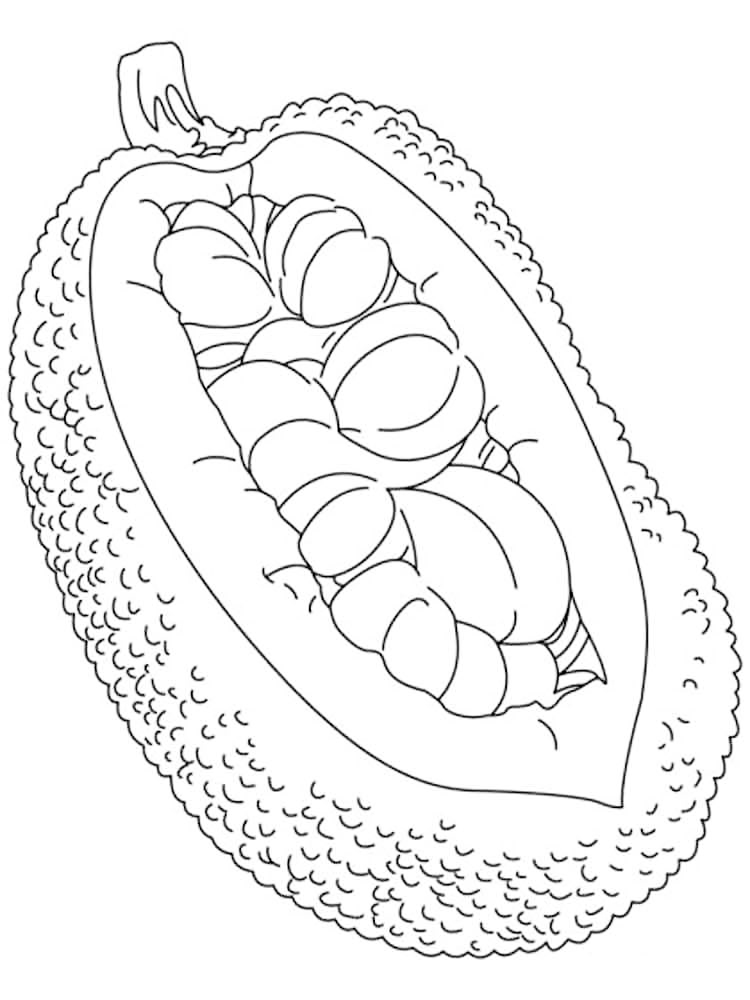 Jackfruit Coloring Page