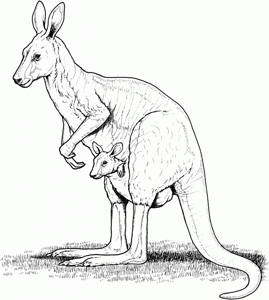 Kangaroo Coloring Page Image