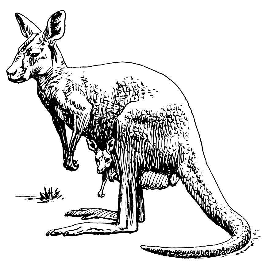 Kangaroo Coloring Pages For Kids
