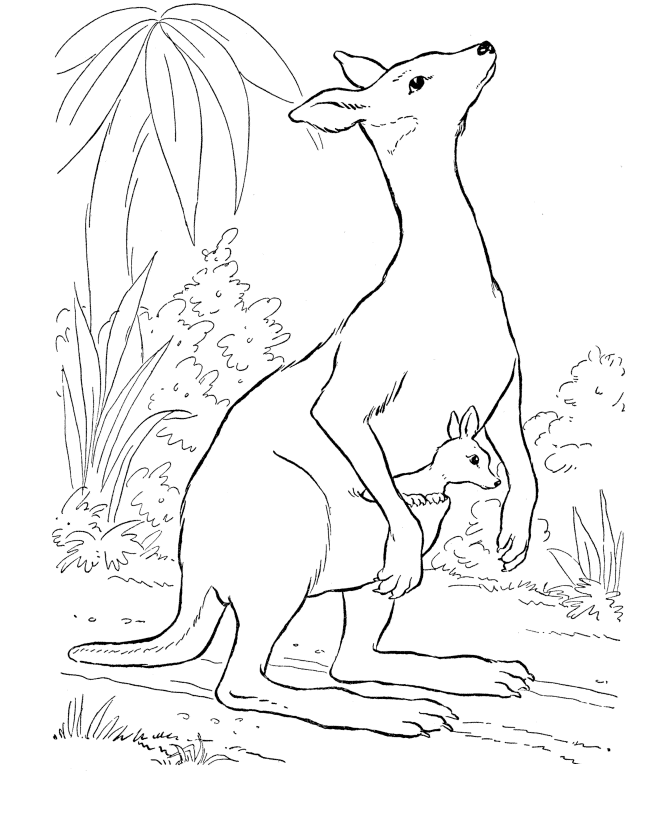 Kangaroo Coloring Pages Images