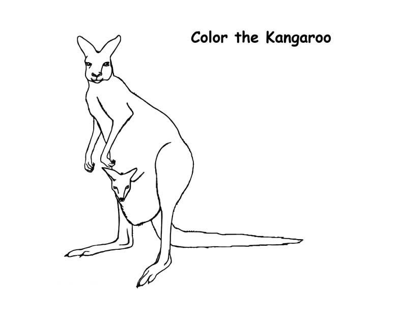 Kangaroo Coloring Pages Photos