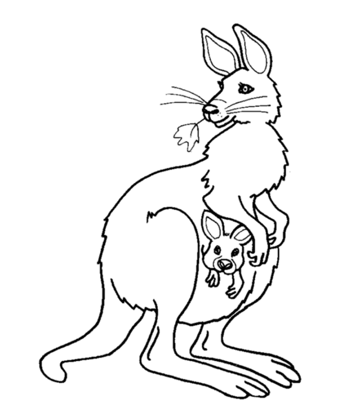 Free Printable Kangaroo Coloring Pages For Kids