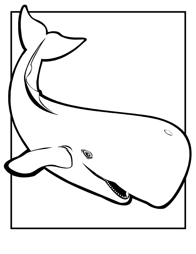 Killer Whale Coloring Page
