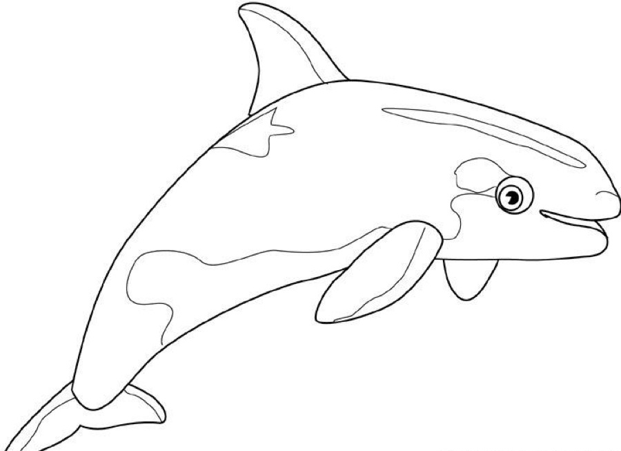 whale coloring pages