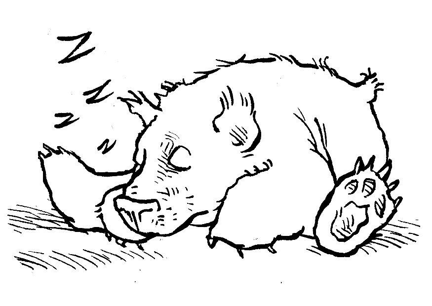 Koala Bear Coloring Pages For Kids