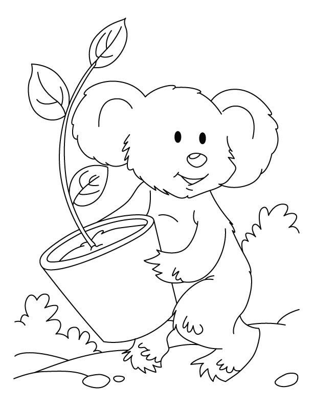 coloring koala bear printable bears plant eucalyptis sloth