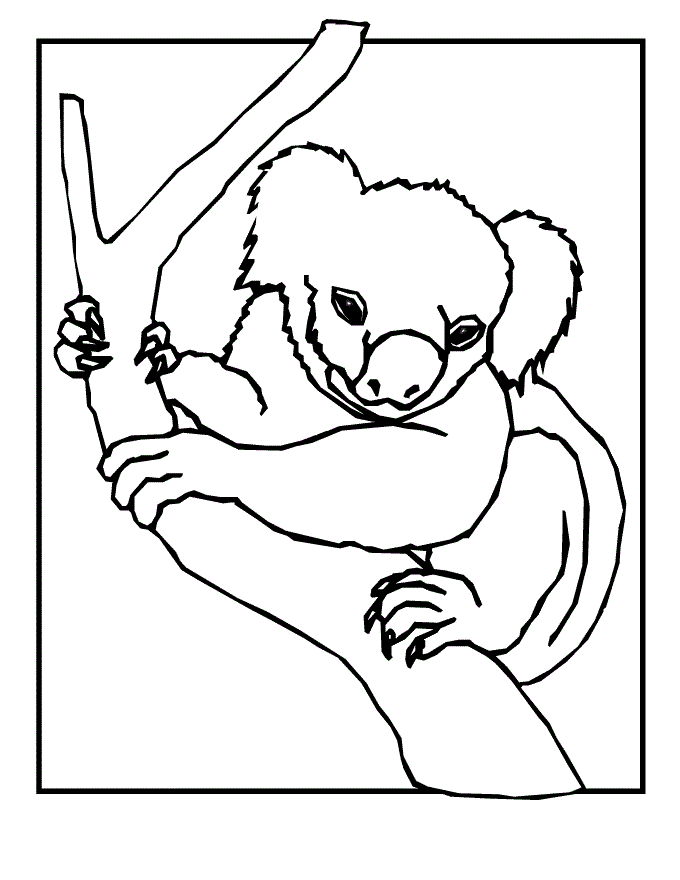 Free Printable Koala Coloring Pages For Kids