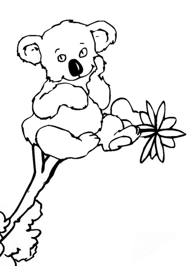 Koala Coloring Pages For Kids