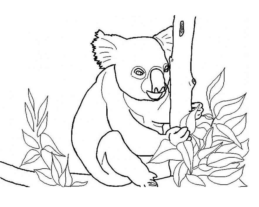 Koala Coloring Pages Photos