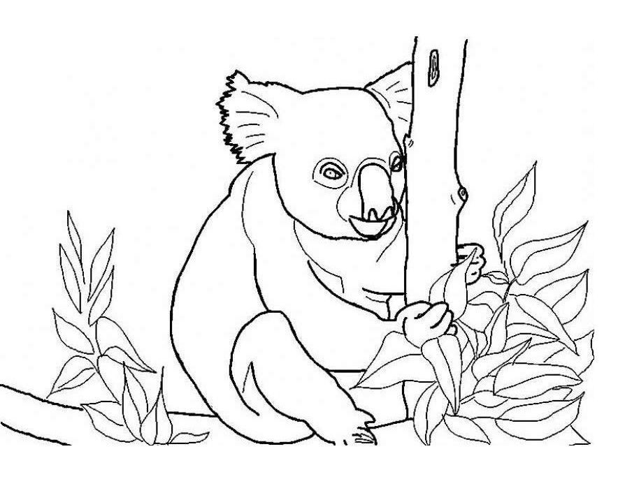 Download Free Printable Koala Coloring Pages For Kids