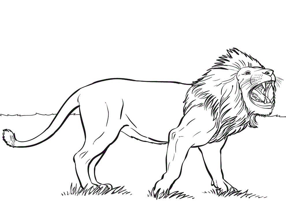 drawings of lions roaring in color