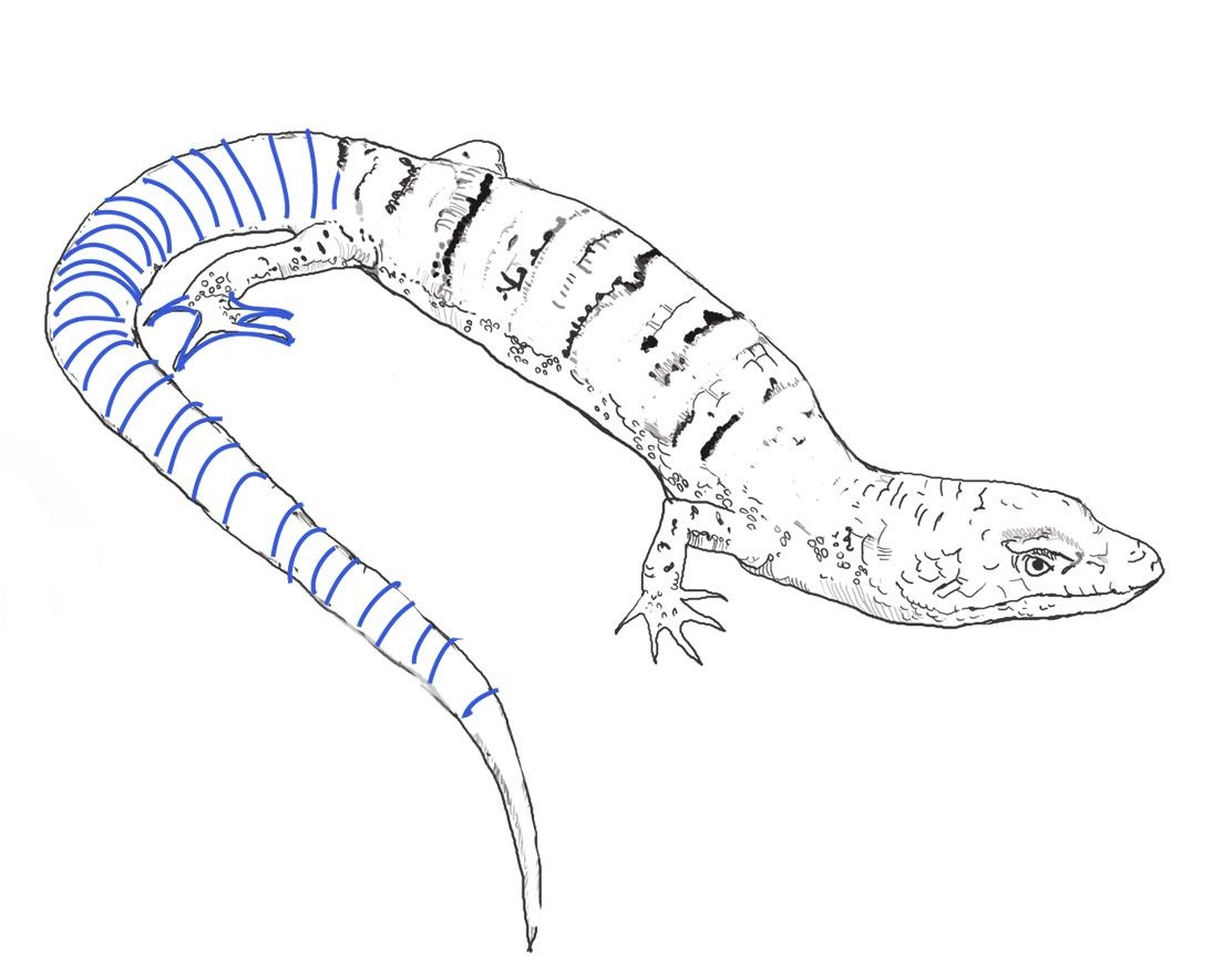 free-printable-lizard-coloring-pages-for-kids