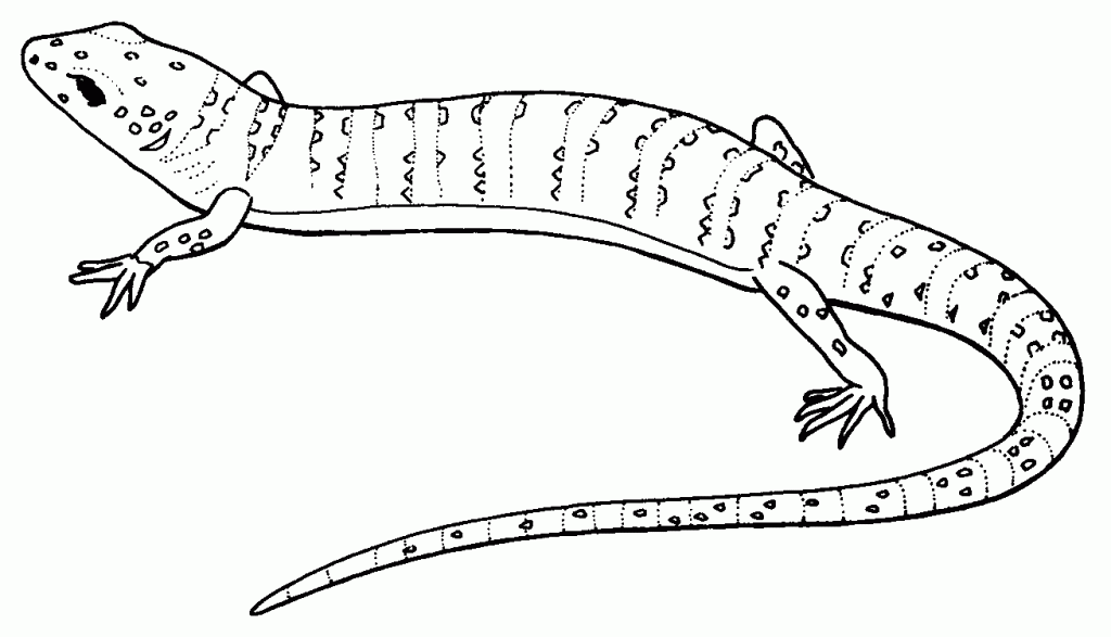 Lizard Coloring Page